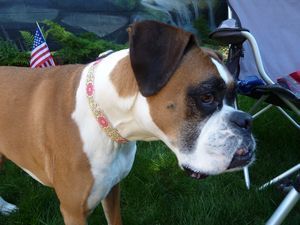 Pretty New Collar from Olive