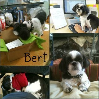 Bert Collage1