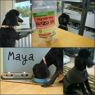 Maya Collage1