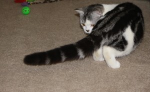 Seishi contemplates his tail