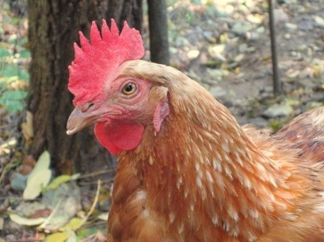 chicken.jpg