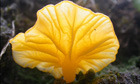 Name a species competition : Lichenomphalia alpina