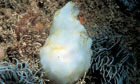 Name a species competition : Phallusia mammillata