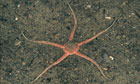 Name a species competition : Ophiura albida