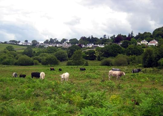 Cows on the Village Commons