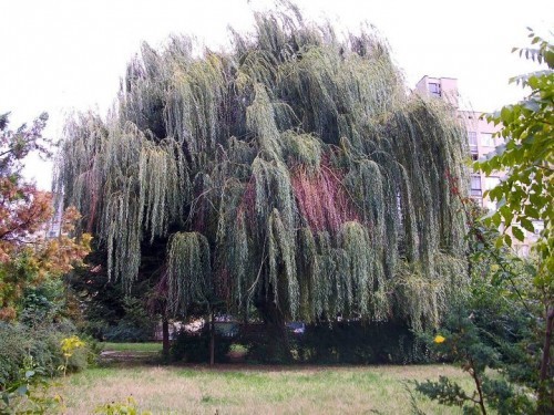 Старата върба