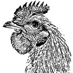 Woodcut of rooster