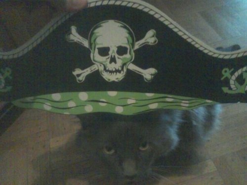 Kipper has demanded a place on the ship. I am <br />considering what would be ideal for such a whiny cat. I suppose he might<br /> consider adding another eight faux tails…
