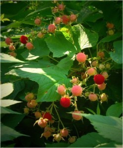 thimbleberries