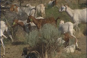 goatsonboisehills Dont Use RoundUp Use Weed Killing Goats Instead funny dog blog