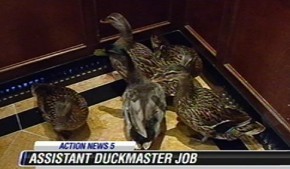 duckmaster Job Opening For Duckmaster At Hotel funny dog blog