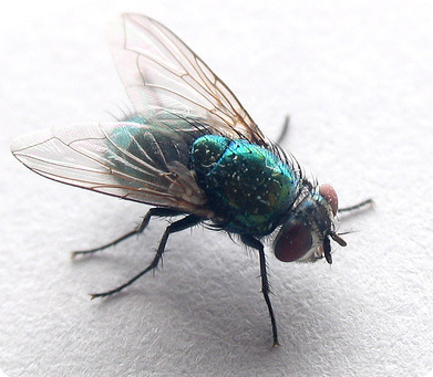 fly