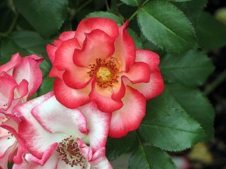 Betty-Boop-rose-close-up