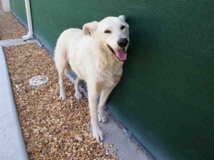Milo, a dog in need of good luck for a change