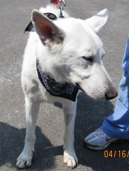 Shadow's Before photo