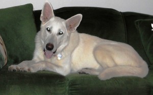 Shadow's After Photo