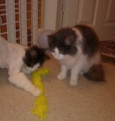 Bilbo and Frodo: Not exactly identical twins!