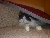 Frodo often hid himself away at the fosterer's and here