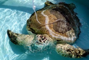 brace face sea turtle Orthodontist Gives Sea Turtle Braces Probably Overbills Him funny dog blog