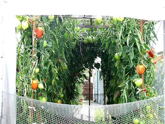 tomatoes, PNE, driveways, parking, exhibition parking