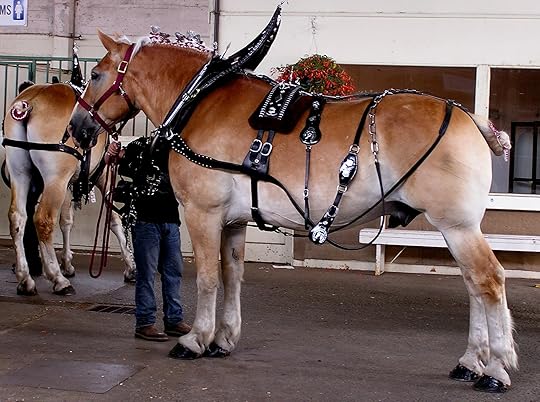 horses, draft horses, PNE, fairs