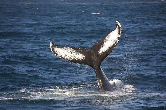WhaleWatching-2011-0423