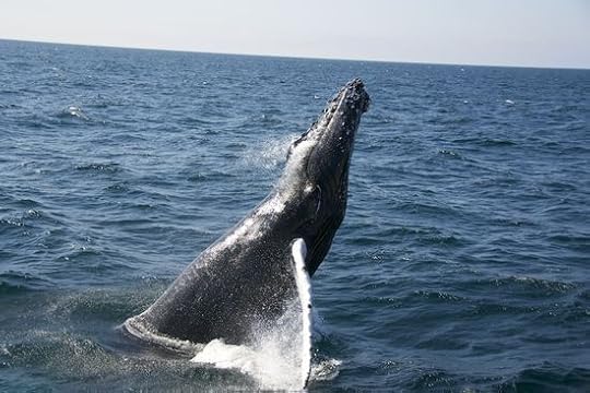 WhaleWatching-2011-0251