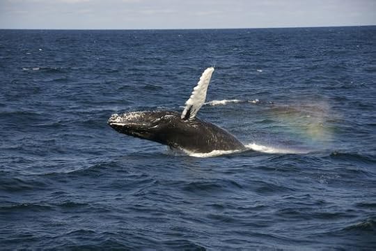 WhaleWatching-2011-01