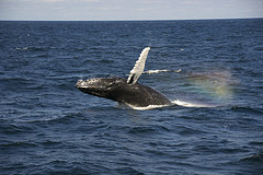 WhaleWatching-2011-01