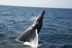 WhaleWatching-2011-0251