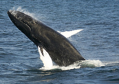 WhaleWatching-2011-0332