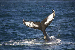 HumpbackFluke-2011-08-04 southeast end of Stellwagen Bank