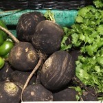Black radish