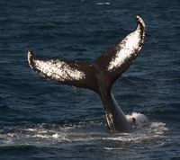 HumpbackWhales-2011