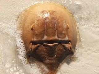 alien head