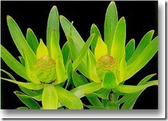 leucandendron