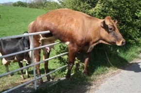 cowjumpfail Cow Fails To Jump Over the Moon Hits Car Instead funny dog blog