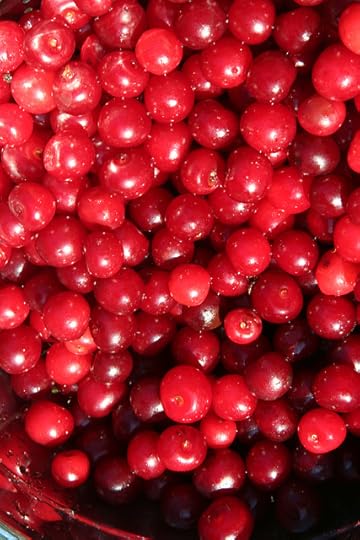 michigan pie cherries