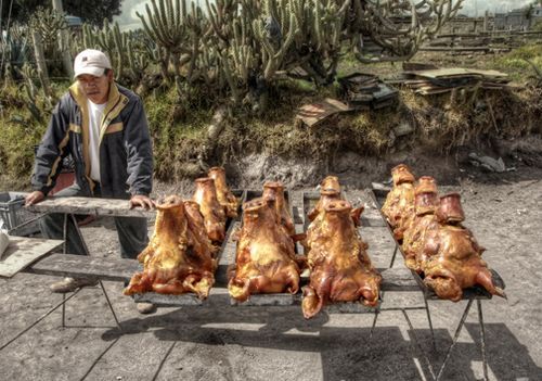 Ecuadorpigshdr-small