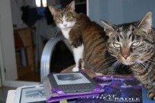 The Cats outside the Cradle