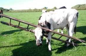 cowsheadstuckinladder Cow Gets Head Stuck In Ladder funny dog blog