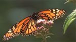 MM-Monarch-milkweed.jpg