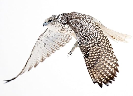 in flight