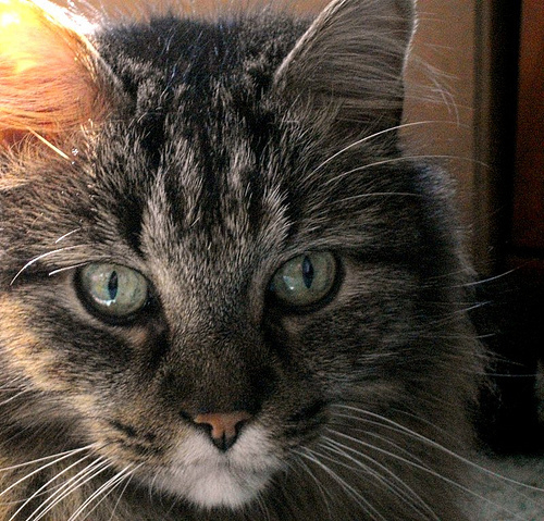 Anubis portrait