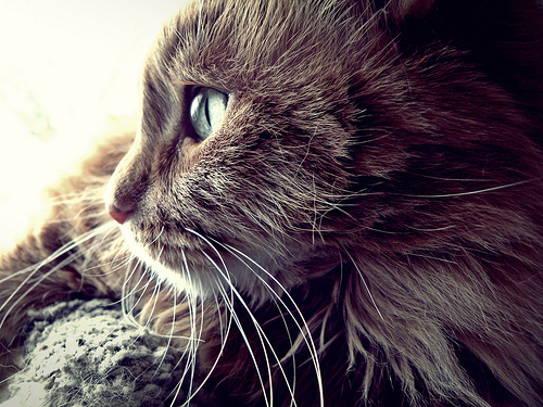 Frankie in the Sun