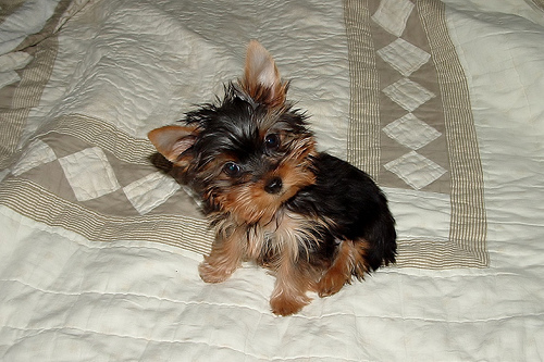 Lily As A Puppy