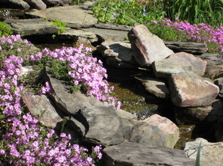 Thumbnail image for Thumbnail image for Phlox by waterfall.jpg