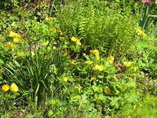 Wood poppies.jpg