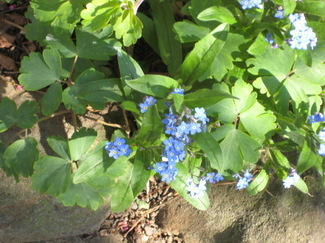 Thumbnail image for Forget me nots.jpg