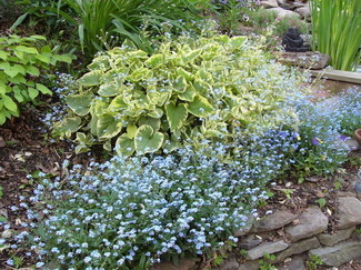 Brunnera1.jpg